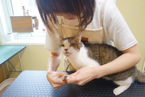 アレルギーや皮膚病など、お肌の状態が気になる子もお任せください